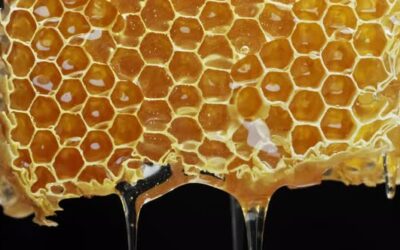 Sweeter than the drippings of honeycomb …