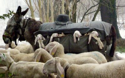 Come to me, all who labour and are heavy laden…