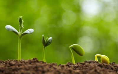 Ongoing, stretching process of growing…