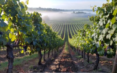Growing Together on the Vine